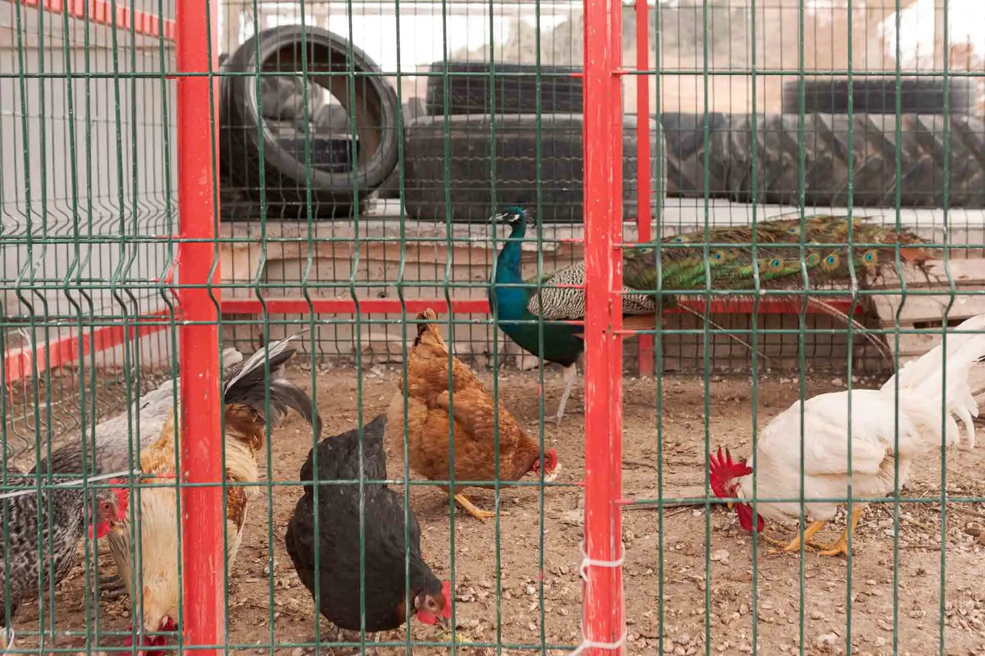 Patio renaturalizado Alcañiz