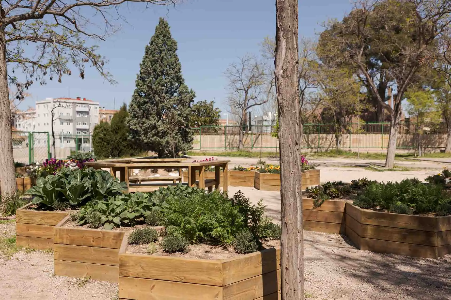 Renaturalización del patio CEIP Hispanidad